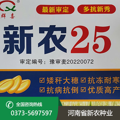 安徽矮秆大穗小麦种子