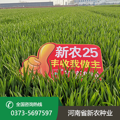 安徽小麦种子