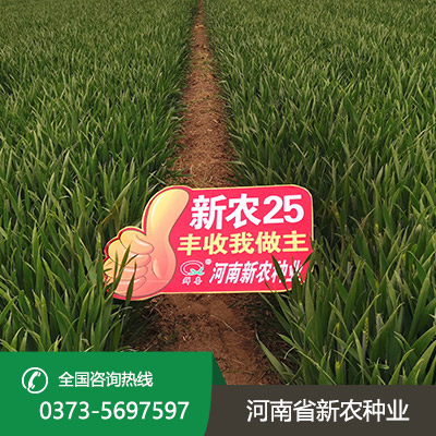 安徽高产小麦种子