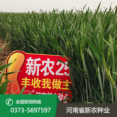 安徽小麦种子怎么种