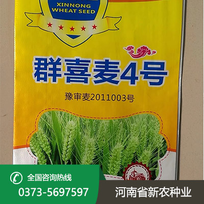 安徽群喜麦4号小麦种子
