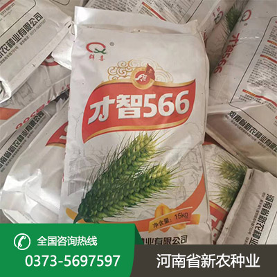 安徽早熟小麦种子