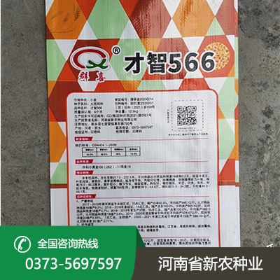 安徽抗倒小麦种子