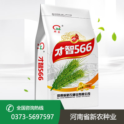 安徽才智566小麦种
