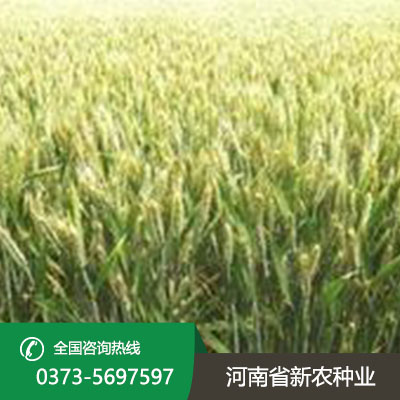 安徽抗病抗倒小麦