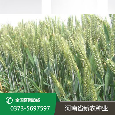 安徽抗病抗倒小麦种
